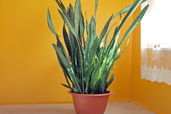 8 Indoor Plants that Purify the Air so you can Breathe easy